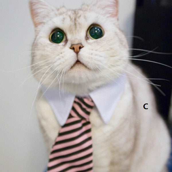 Handsome Chat Collier & Tie