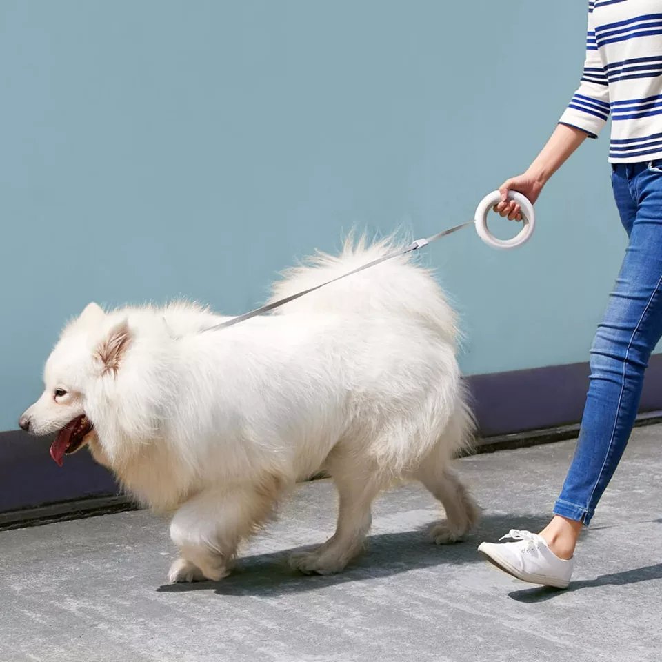 Laisse LED pour Chien - Sécurité et Style Nocturne