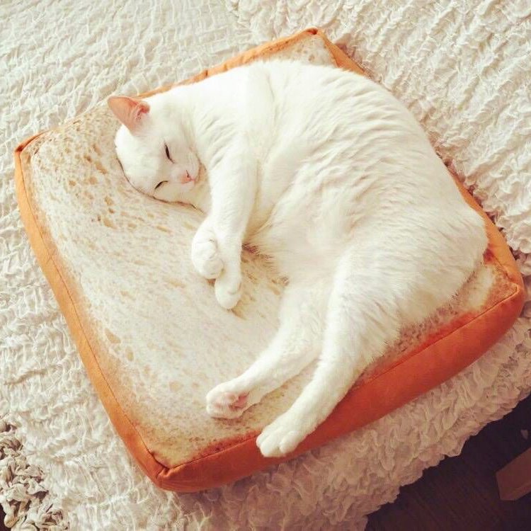 Tapis à Gratter Toast pour Chat