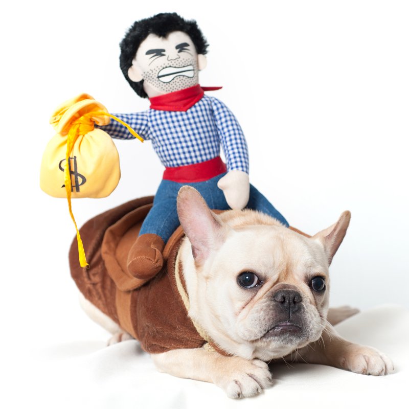 Tenue de cowboy pour chiot