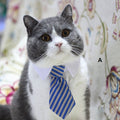 Handsome Chat Collier & Tie