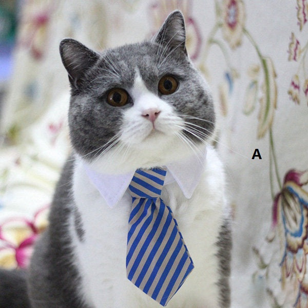 Handsome Chat Collier & Tie