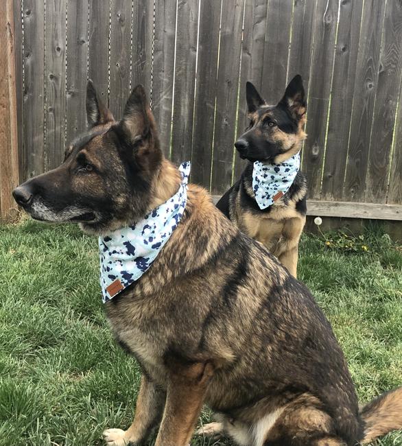 Bandana Réglable pour Chien