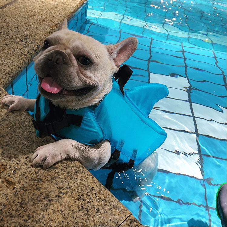 Gilet de natation pour chien requin