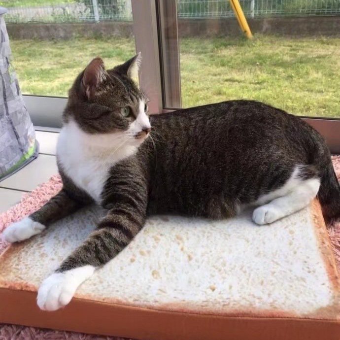 Tapis à Gratter Toast pour Chat
