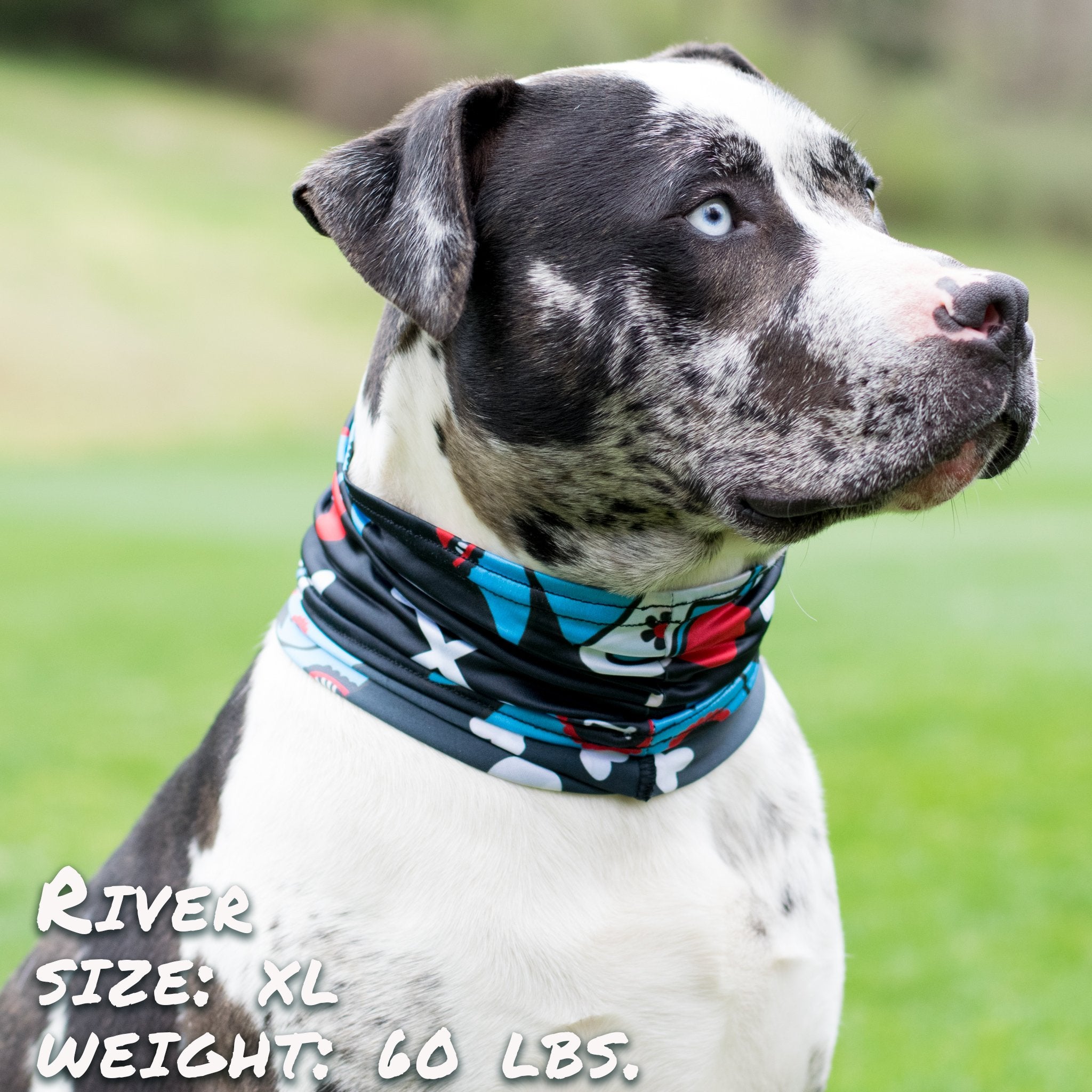 Pup Scruff Bleu pour Chien