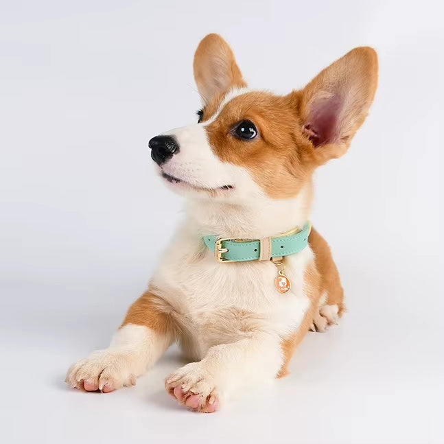Collier pour chien S M L