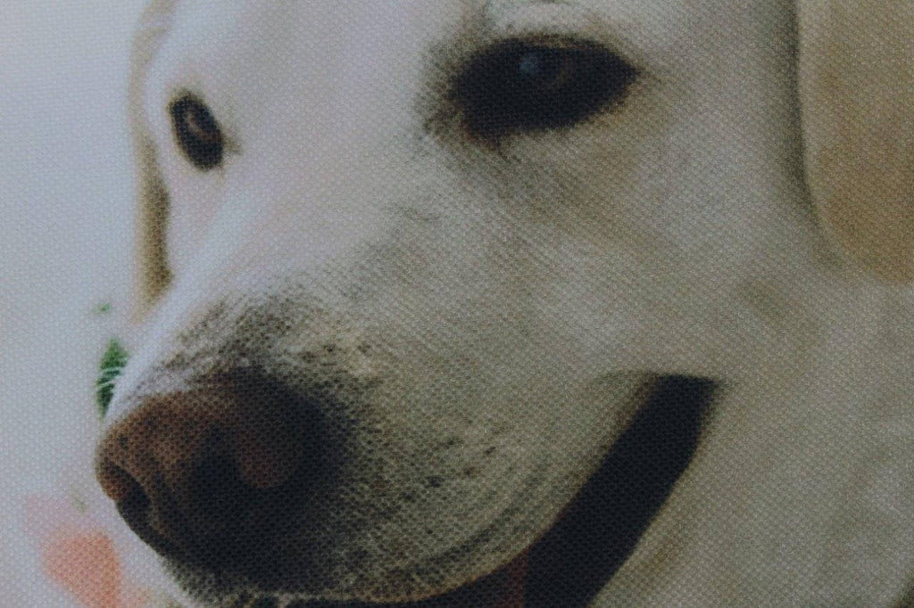 Coussin Labrador