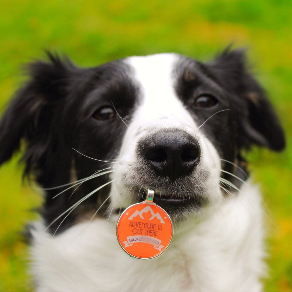 Adventure is Out There" Personalized Chien ID Custom Animal Tag You Choose