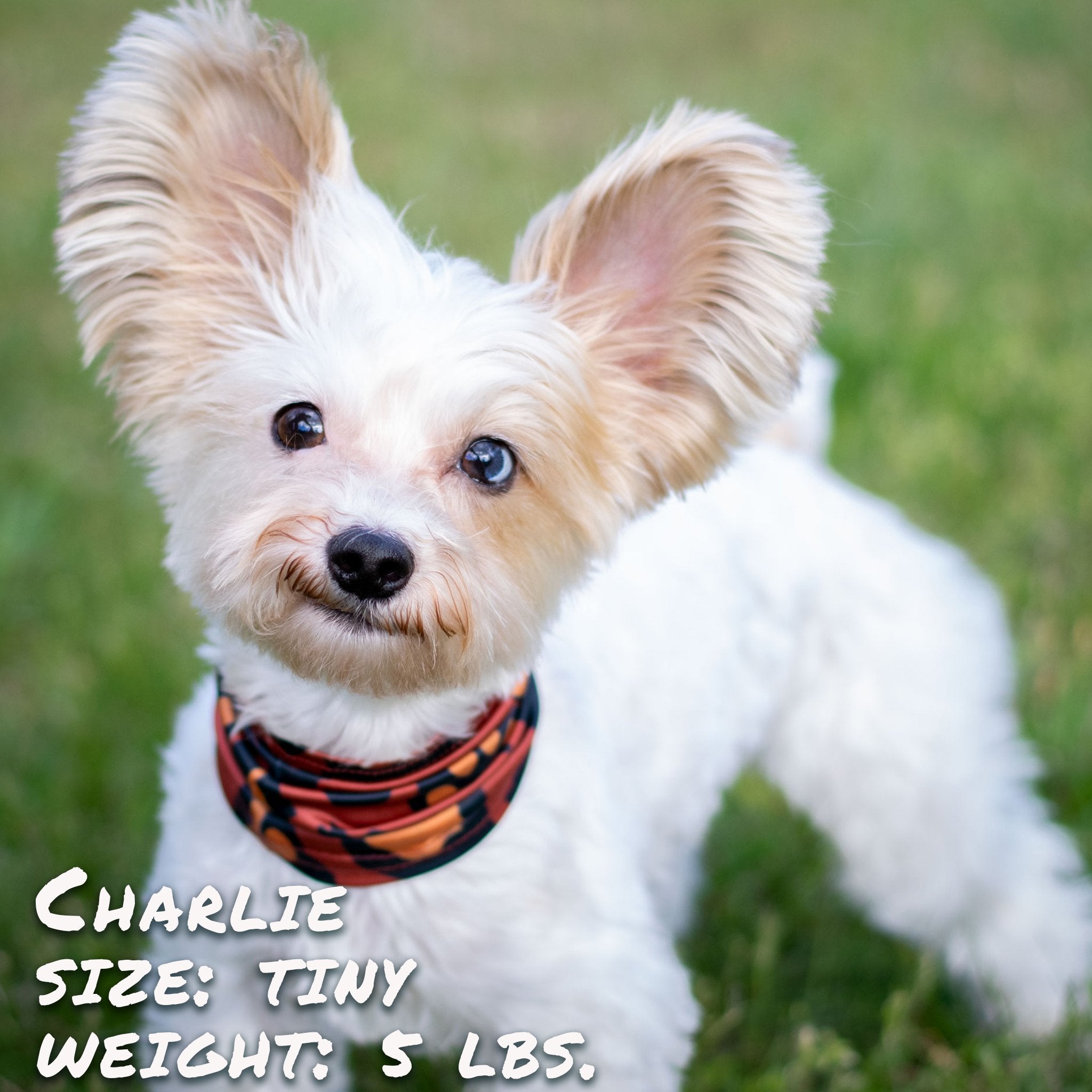 Peau de Léopard pour Chiot