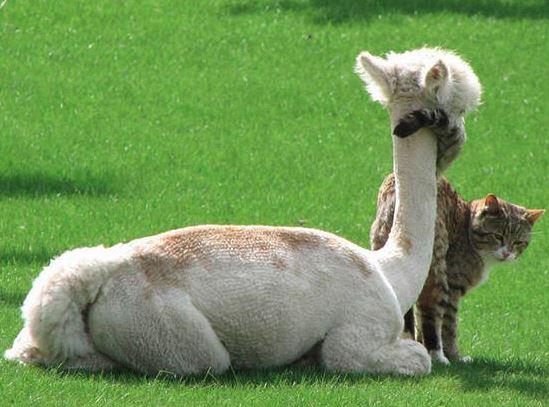 Jouets en feutre pour chats PacaPaws en alpaga