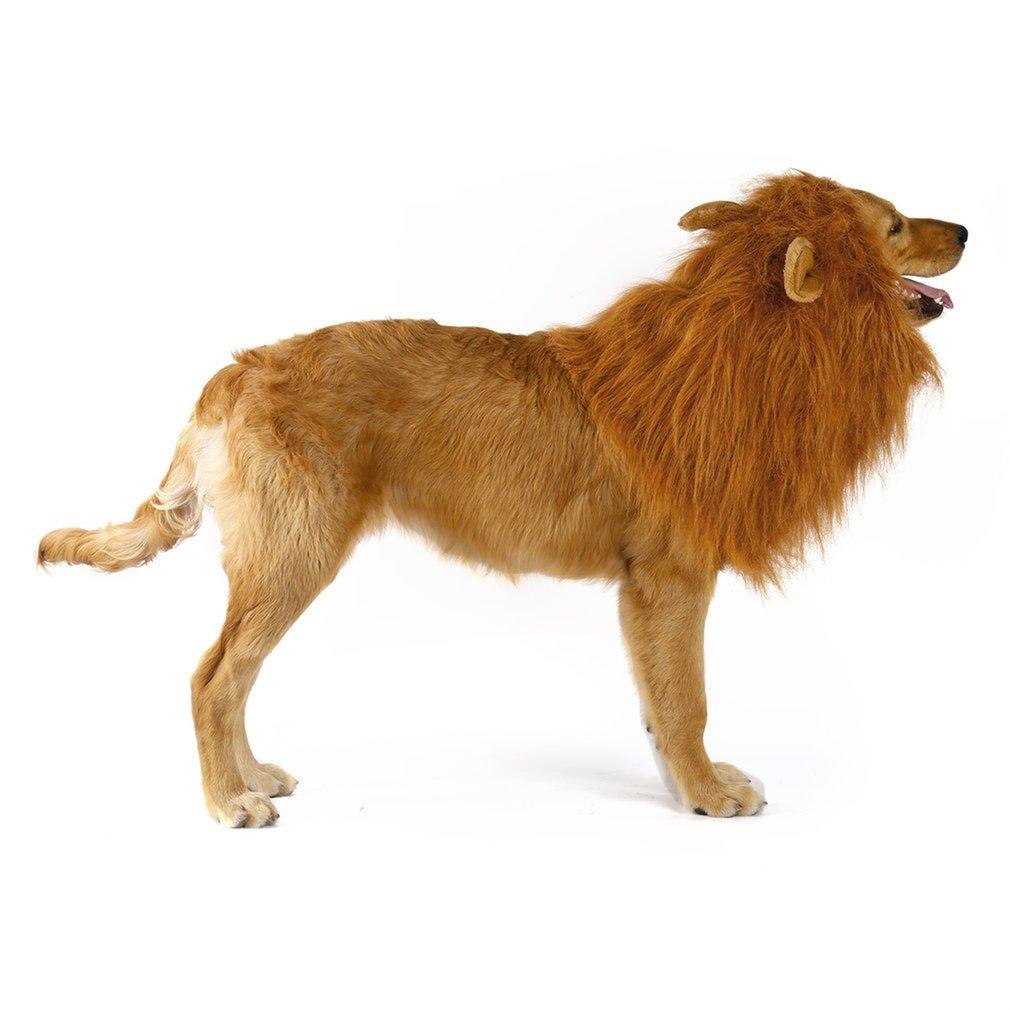 Perruque de Chien Thème Lion