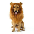 Perruque de Chien Thème Lion