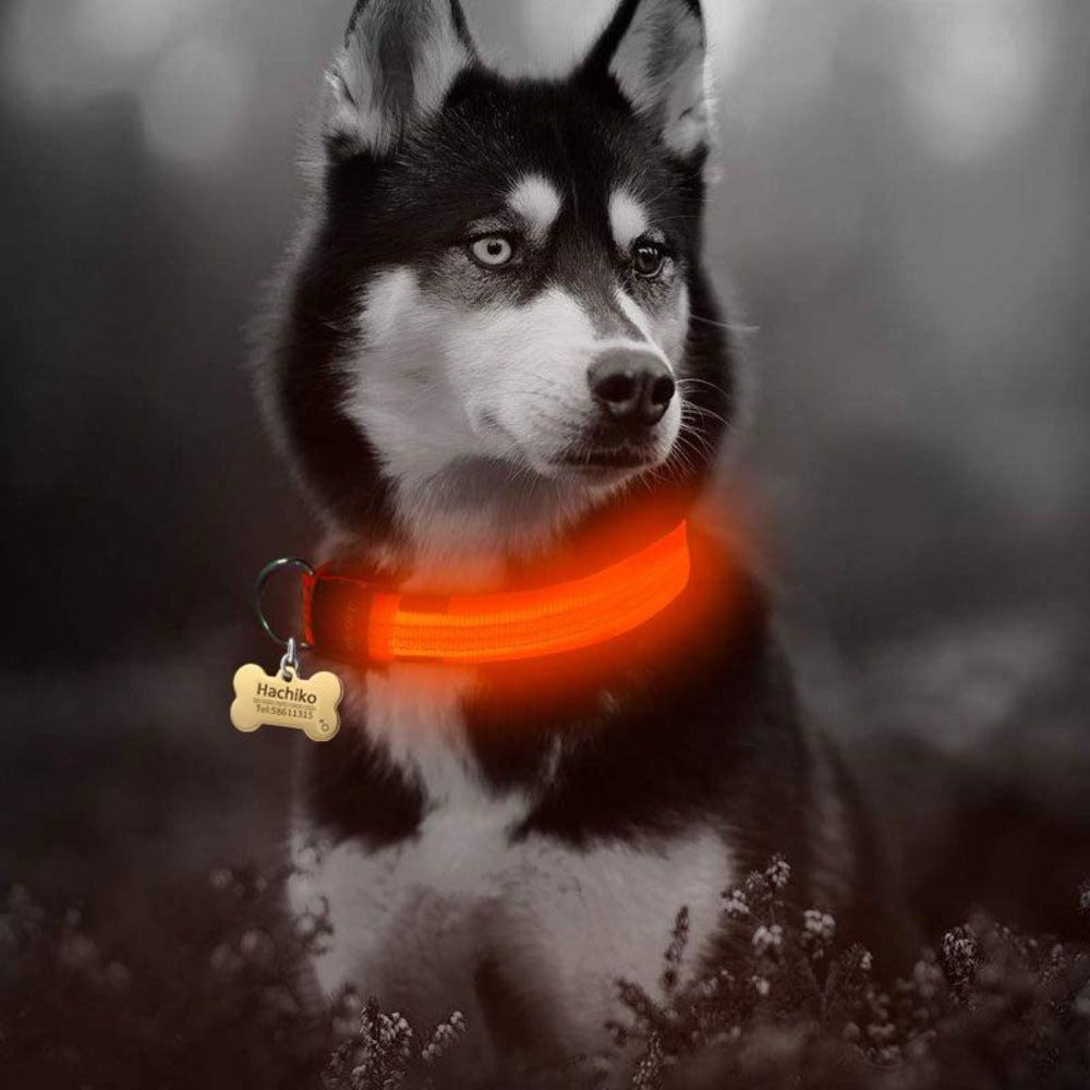 2 PCS Ensemble Nylon LED Chien Collier